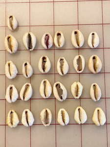 SALE Cowrie Shells - Set of 25