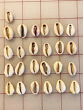 Cowrie Shells - Set of 25