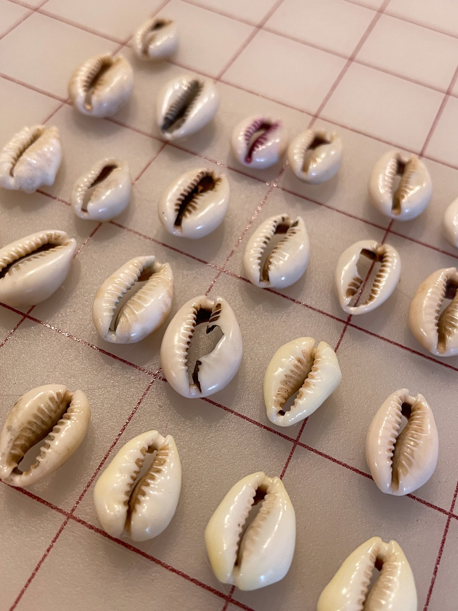 SALE Cowrie Shells - Set of 25