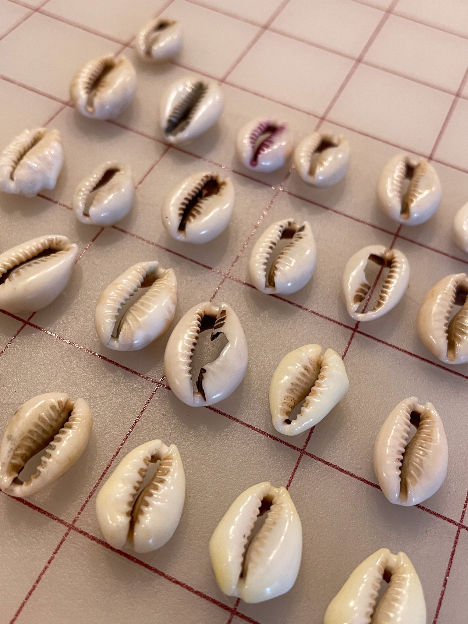 Cowrie Shells - Set of 25